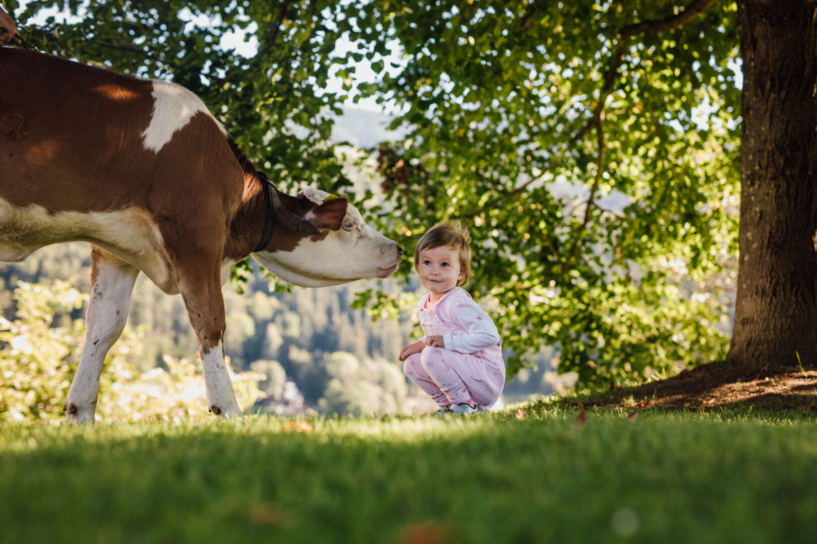 Zelene Doline - mleko slovenskih kmetij